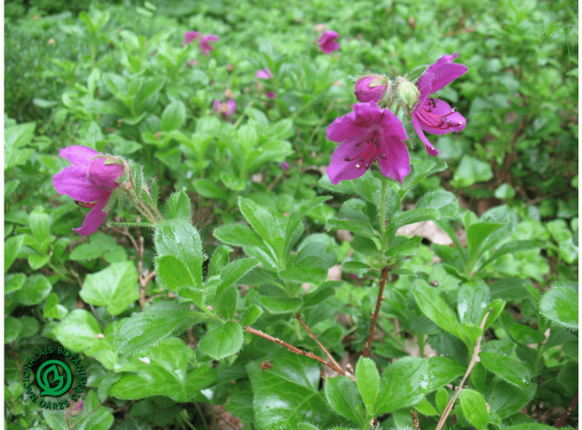 Rhododendron camtschaticum